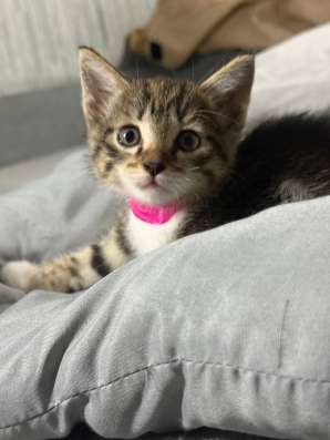 Отдам котят
