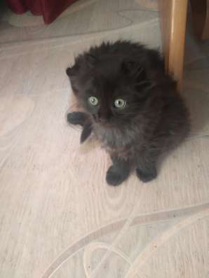 Продам вислоухих котят в Красноярске фото 14