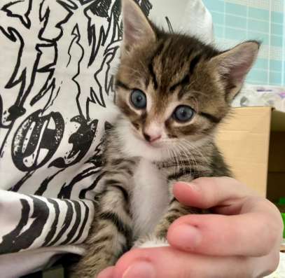 Котятки в дар в Видном фото 3