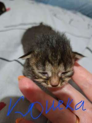 Котята , ищут дом в Костроме фото 5