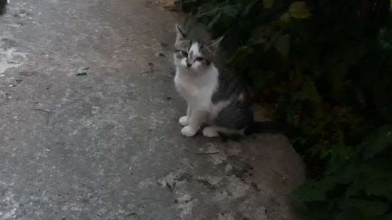 Котята с улицы