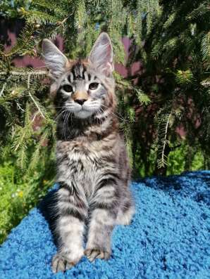 Котята мейн-кун продажа в Туле фото 18