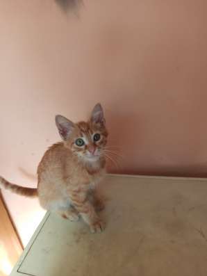 Отдам рыжего котёнка