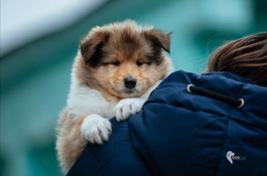 Collie rough Puppies