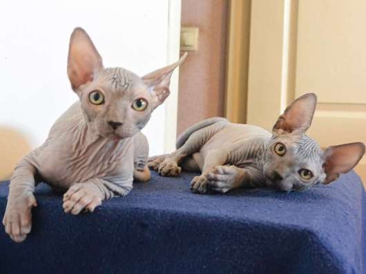 Котята канадского сфинкса в Краснодаре фото 4
