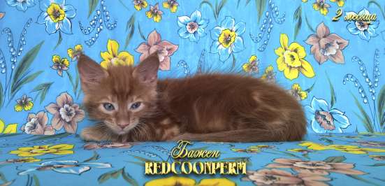 Котёнок менй кун красный солид. Шоу класс в Перми фото 16