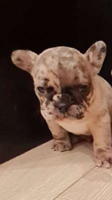 Super babes french bulldog
