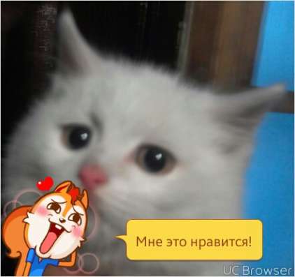 Отдам котенка 2.5месяца в Чите