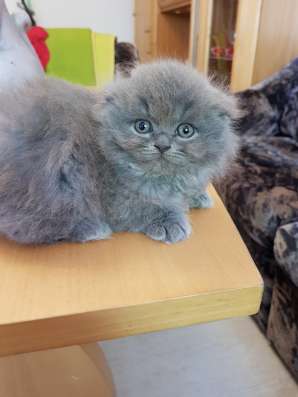 Шотландские элитные котята фото 7