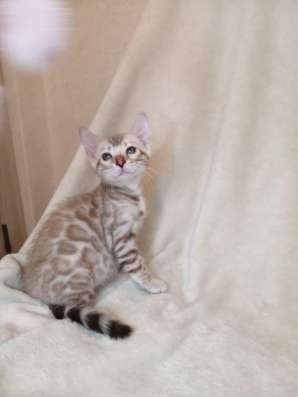 Снежный бенгальский котик