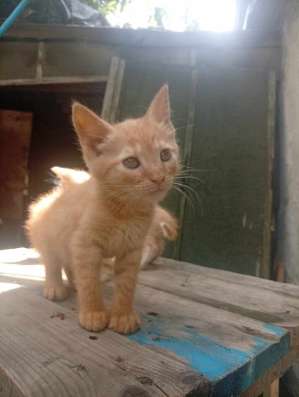 Рыженький котенок