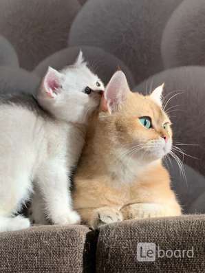 Котики шиншиллы