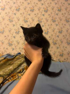 Котята бесплатно