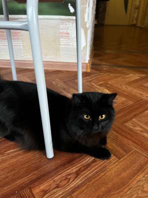 Отдам котика в добрые руки