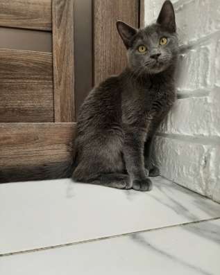 Котята в добрые руки фото 5