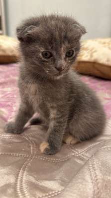 Вислоухий котёнок в Новочеркасске