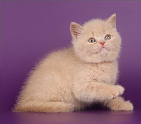 Кремовые котики