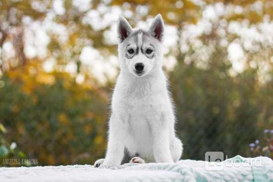 PUPPIES SIBERIAN HUSKY фото 7