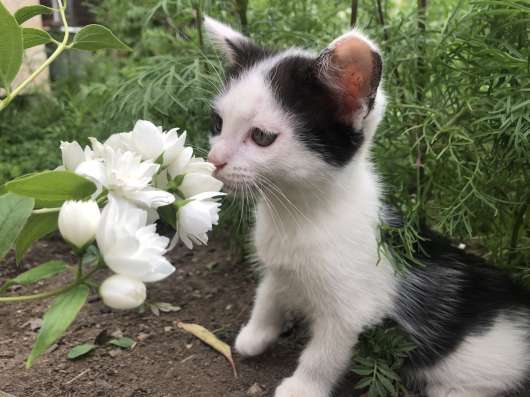 Котята в добрые руки в Невьянске