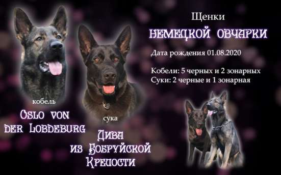 Щенки немецкой овчарки фото 12