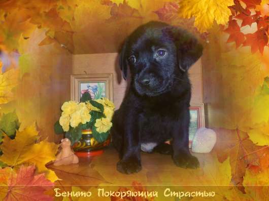 Щенки Лабрадора компаньоны в Нижнем Новгороде фото 29