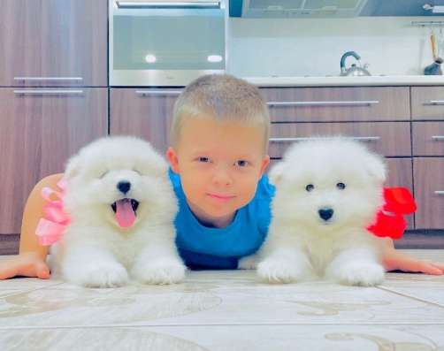 КЛассные щенята самоедики