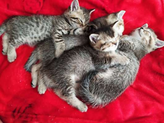 Шотладские котята фото 3
