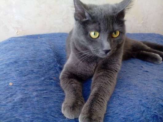 Дымчатый котенок