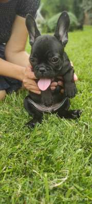 Cuccioli di bulldog francese