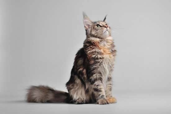 Продажа котят мейн кун