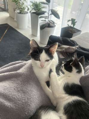 Отдам в добрые руки котят в Дмитрове