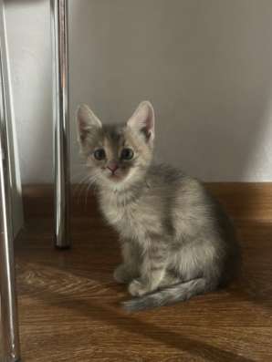 Котенок в добрые руки в Воронеже фото 5