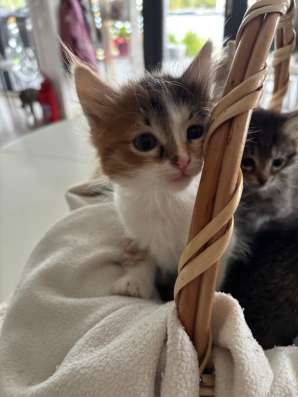 Котята бесплатно в Павловском Посаде фото 6