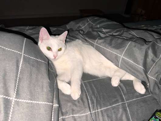 Кот в Котельниках