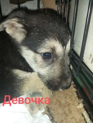 Собачка мальчик щенок фото 8