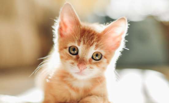 Ищу кота, кошку, котенка