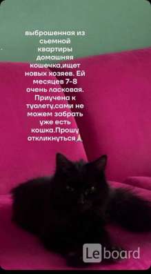 Кошка, в добрые руки
