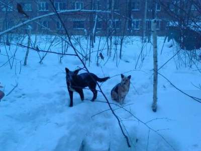 Отдам даром Крупный кобель, 2 года, даром