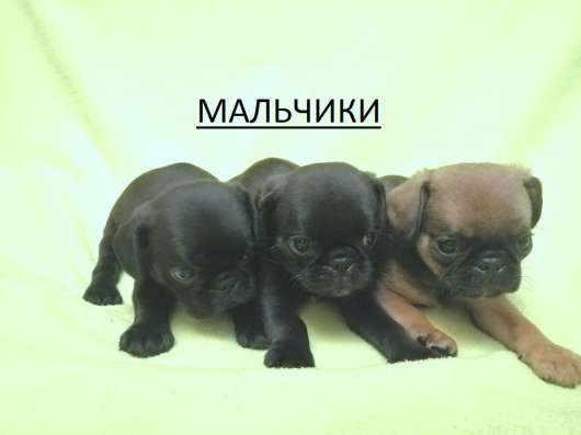 Уникальный микс Мопс+Кинг 1,5мес в Москве фото 5