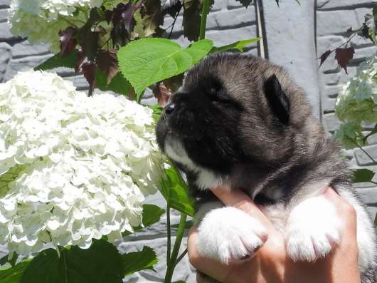 American akita