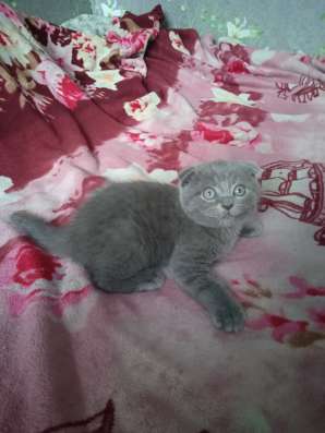 Шотландские котята фото 6
