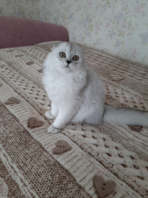 Шотладский котенок фото 3