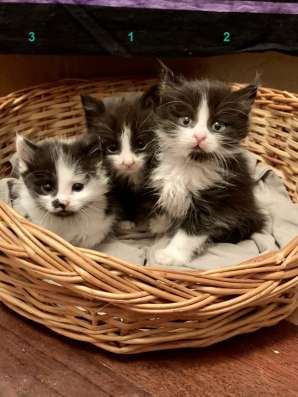 Отдам котенка в хорошие руки