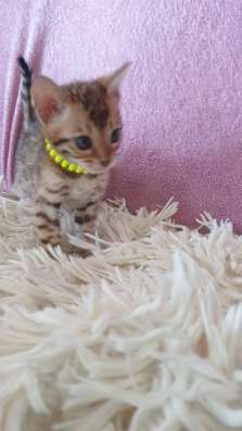 Kitten Bengal