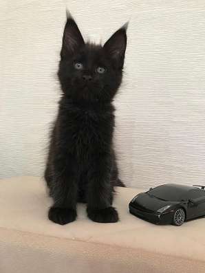 Котик Мейн-кун с документами из питомника в Москве фото 7