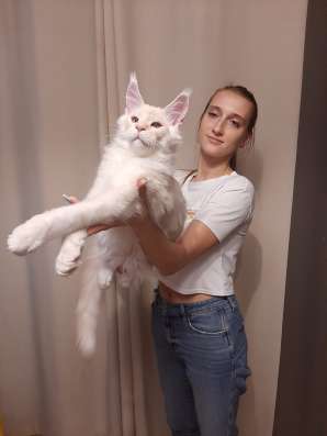 Котята мейн-кун продажа в Туле фото 6
