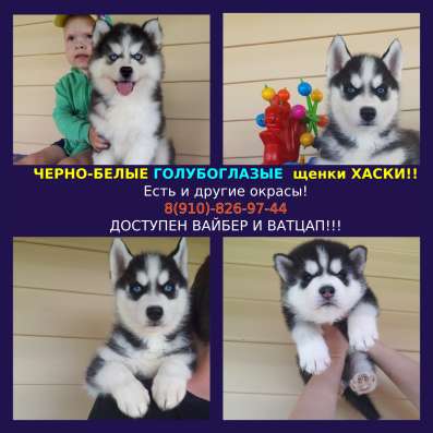 Щенята хаски разных окрасов