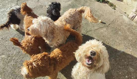 Australian Labradoodle puppies