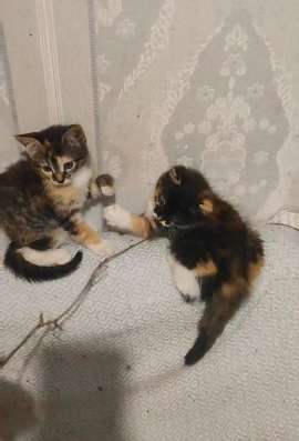 Котодевочки трехцветки в добрые руки