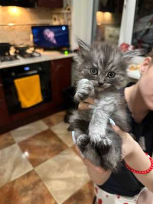 Котенок